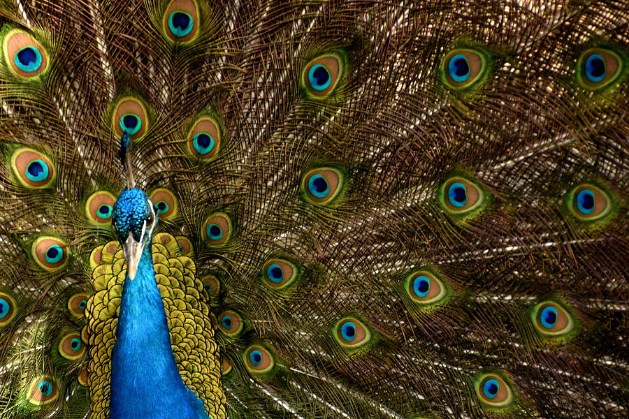 Peacock in blue and gold Photograph by Kristin Denkin - Fine Art America