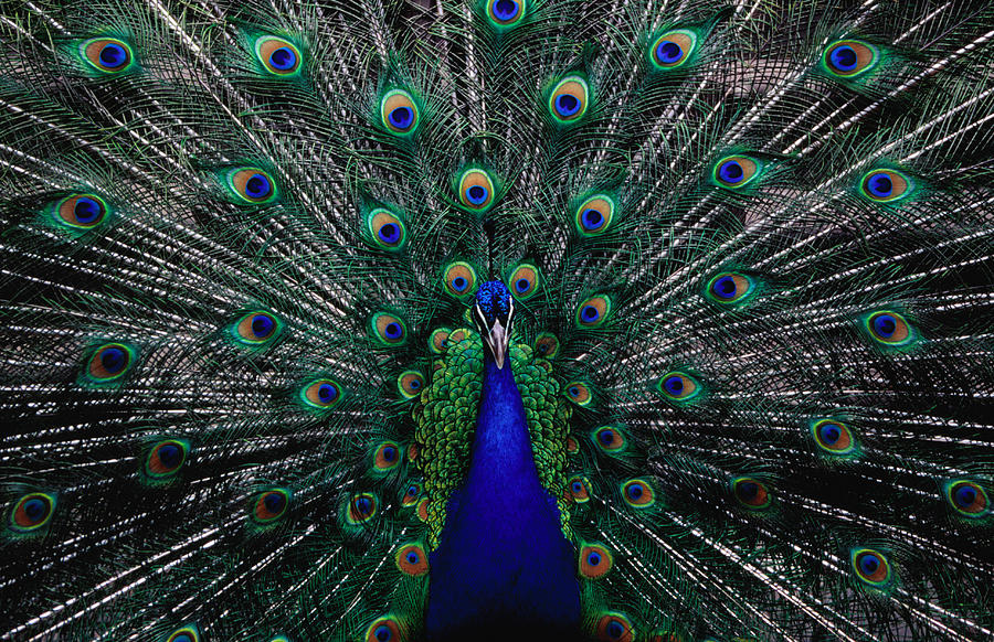 Peacock In Full Display, Quito Photograph by Richard Ianson