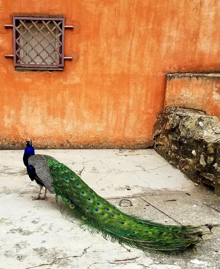 Peacock in Portugal Photograph by Steed Edwards