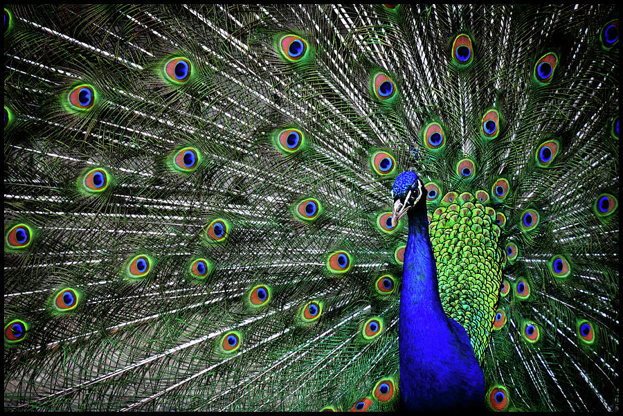 Peacock In Skansen Photograph by Nabilishes@nabil Z.a.