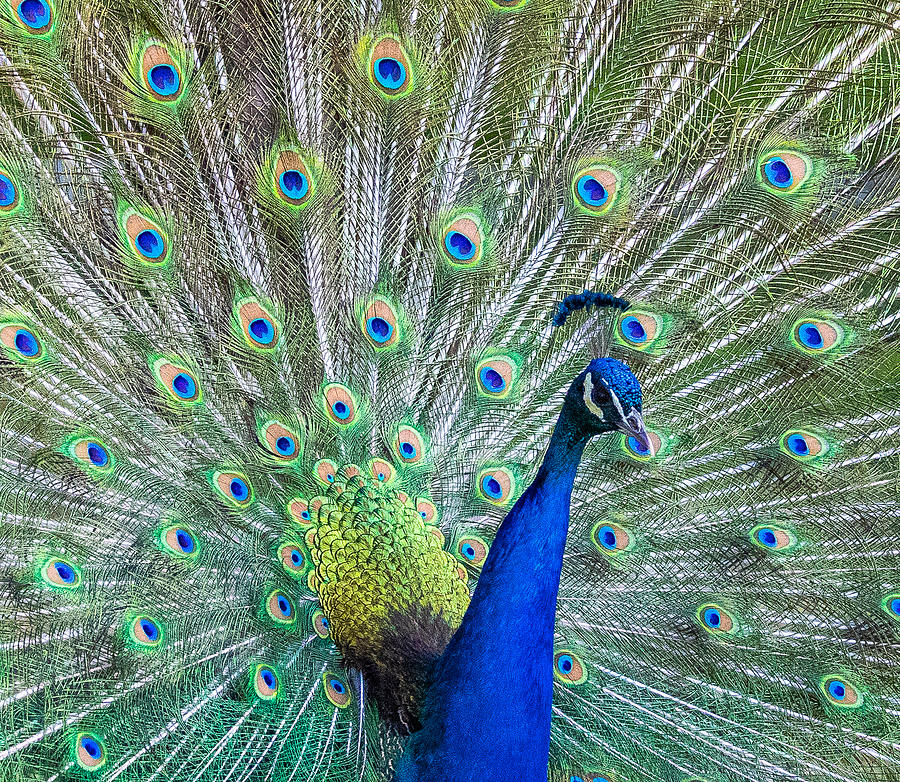 Peacock In The Sun Photograph by Michael Chapman - Fine Art America