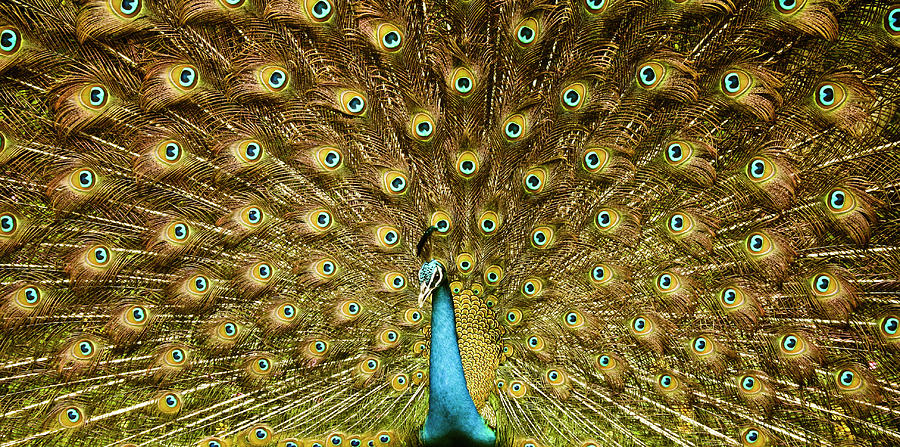 Peacock, India Photograph by Copyright Siddharth Dasari