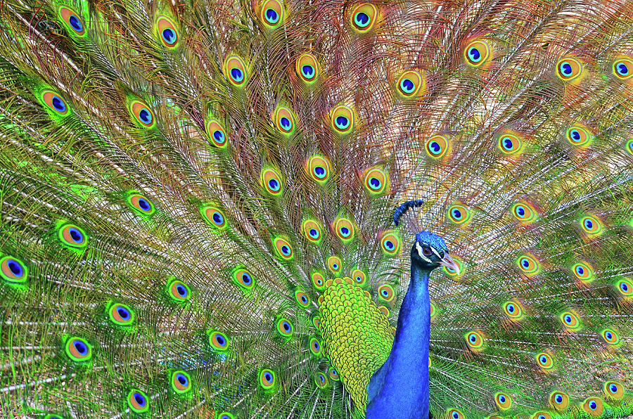 Peacock Photograph by Jeff R Clow