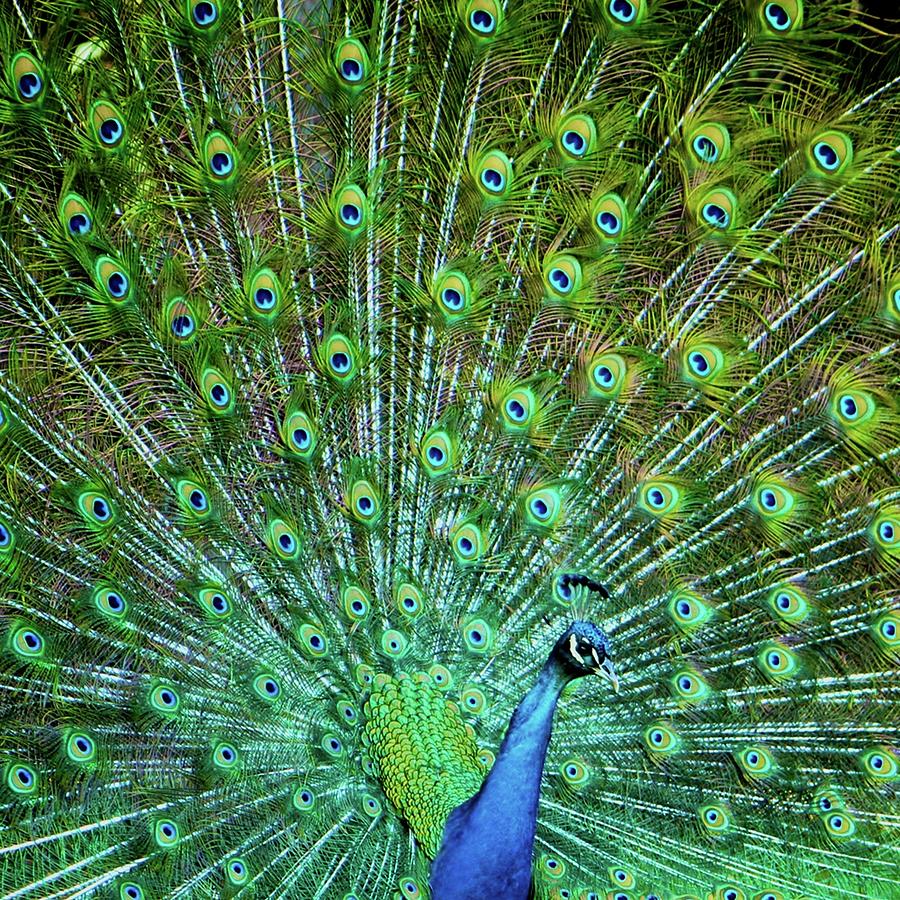 Peacock Photograph by Karol Franks