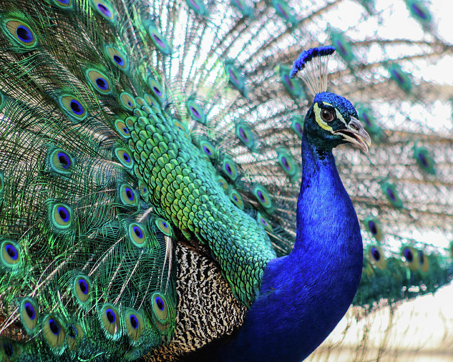 Peacock Photograph by KC Hulsman