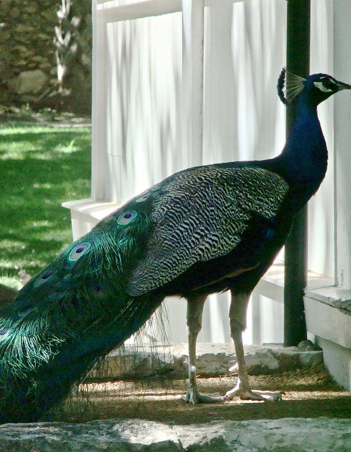 Peacock Knocking At The Door Photograph by Kathy Chism