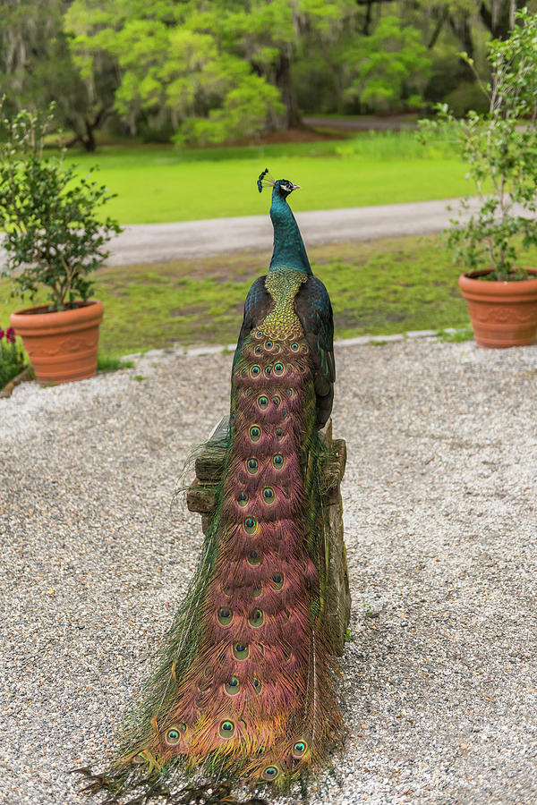 Feather Photograph - Peacock, Magnolia Plantation, South by Joseph De Sciose