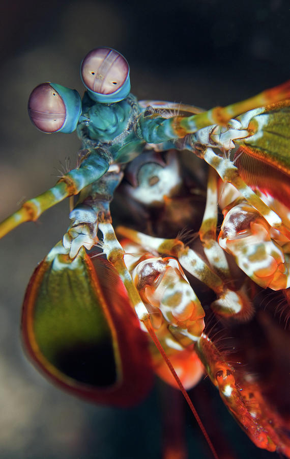 Peacock Mantis Shrimp Photograph by Copyright Michael Gerber