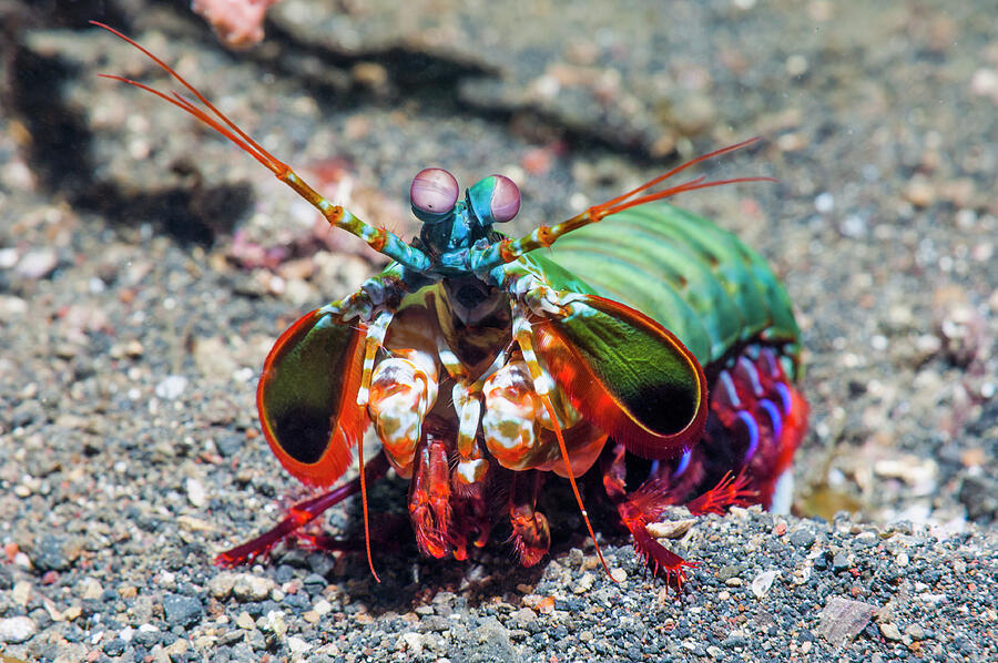 Peacock Mantis Shrimp Lembeh Strait, Sulawesi Photograph by Georgette Douwma / Naturepl.com Peacock Mantis Shrimp Lembeh Strait, Sulawesi Photograph by Georgette Douwma / Naturepl.com