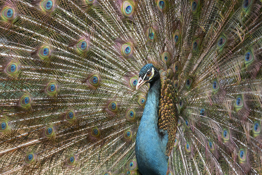Peacock Photograph by Marco Galimberti