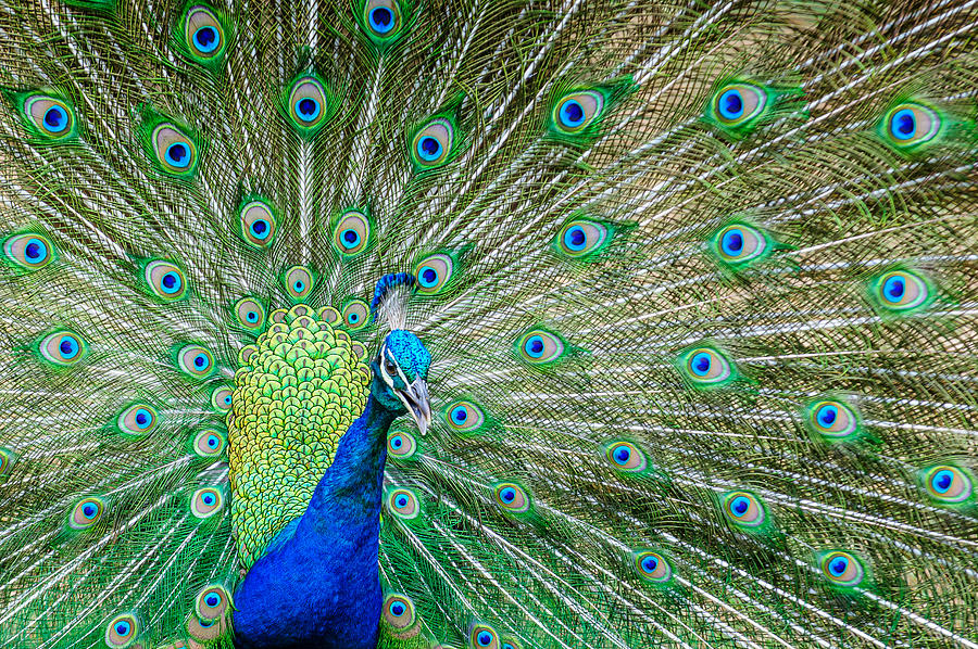 Peacock Mating Dance Photograph by Andrewsuryono