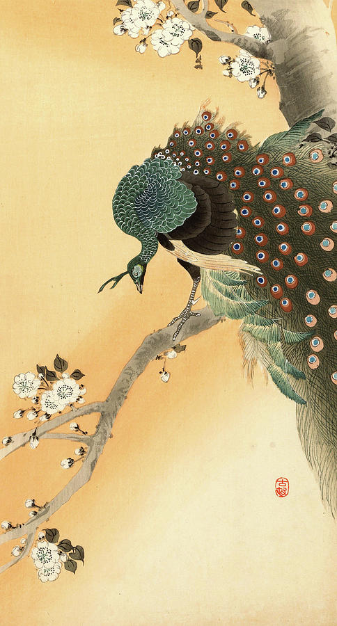 Ohara Koson Painting - Peacock on a cherry blossom tree, 1930 by Ohara Koson