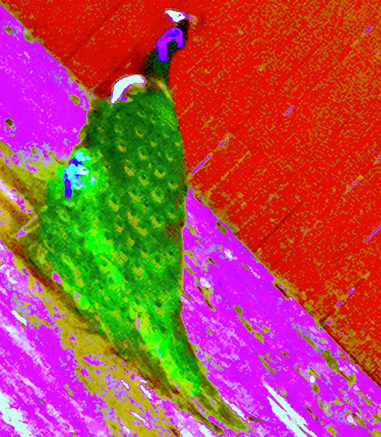 Peacock on a Slant Photograph by Debra Grace Addison