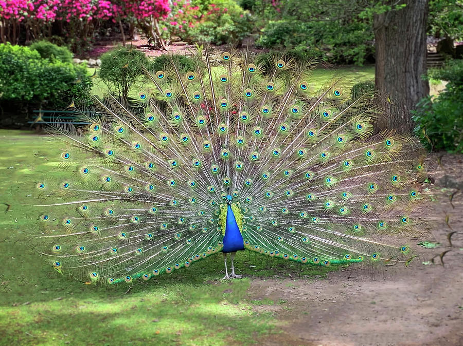 Peacock on display Photograph by Tony Crehan