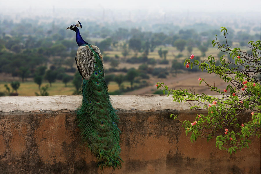 Peacock On Ledge Photograph by Alex Mares-manton