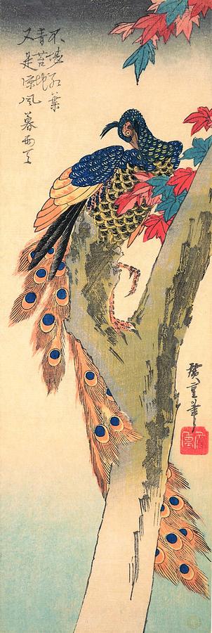 Peacock Painting - Peacock on Maple Tree by Utagawa Hiroshige