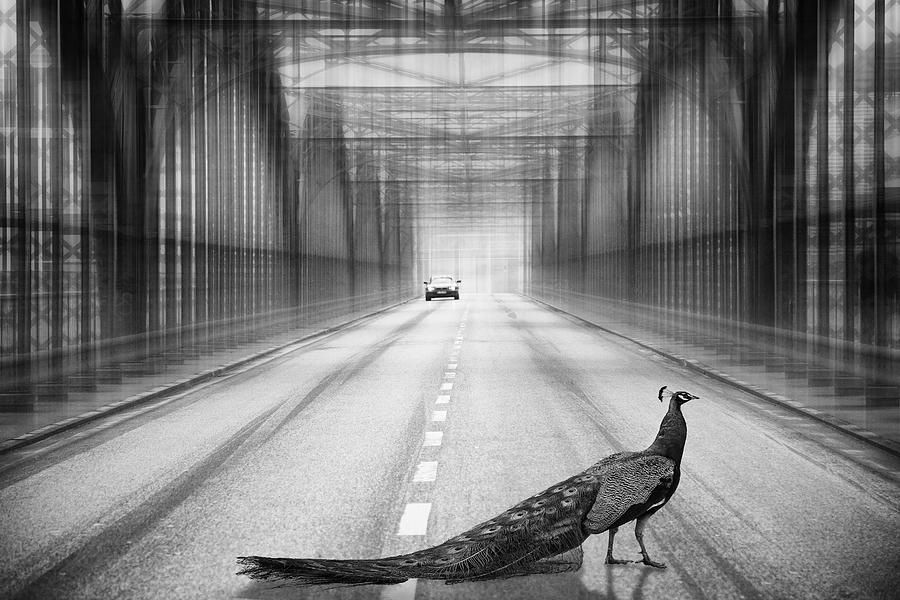 Munich Movie Photograph - Peacock On The Bridge by Roswitha Schleicher-schwarz