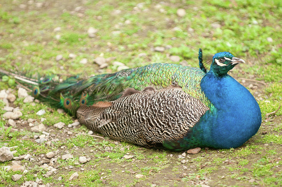 Peacock Photograph by Paul Mangold