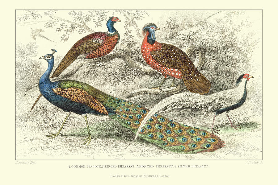 Peacock & Pheasants Painting by J. Stewart