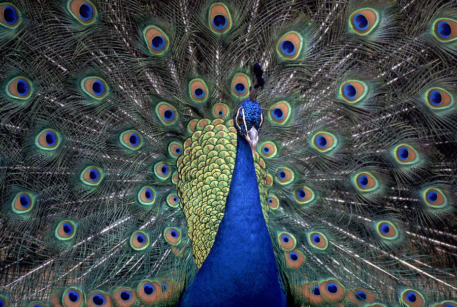 Peacock Photograph by Photo 24