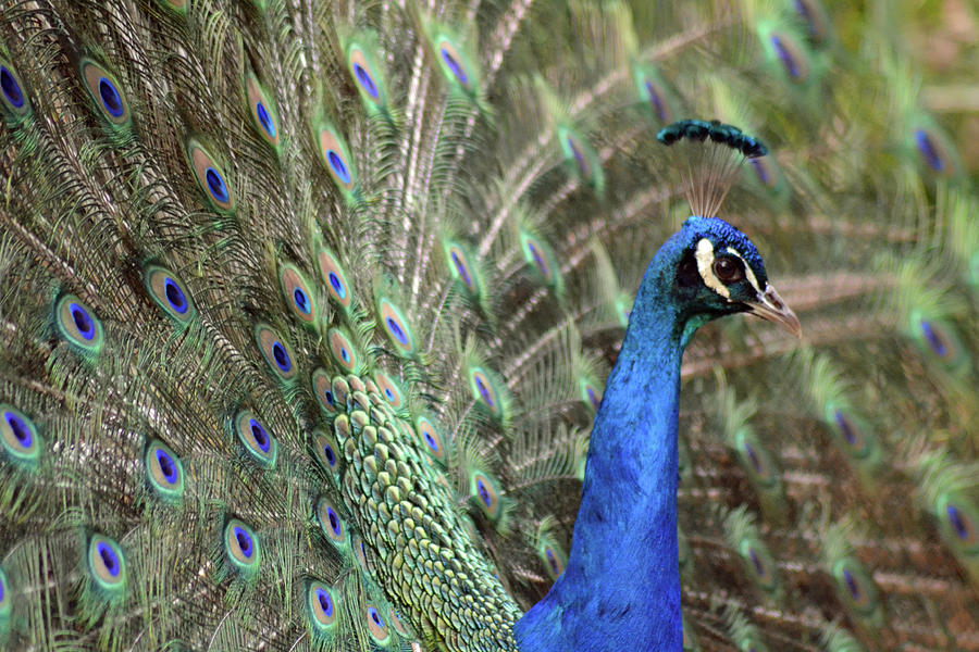 Peacock Photograph by Photography By Lance Mills