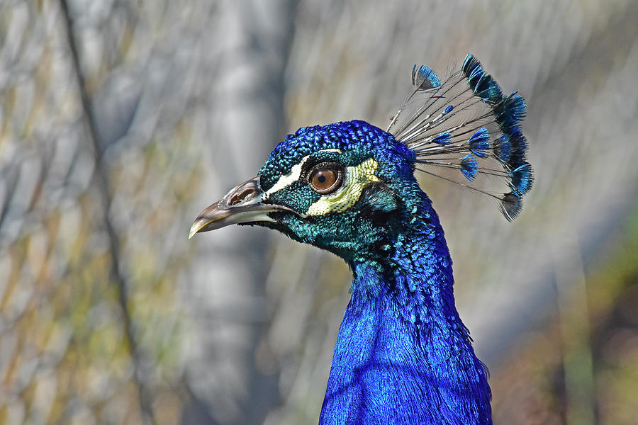 Peacock Portrait 1 Photograph