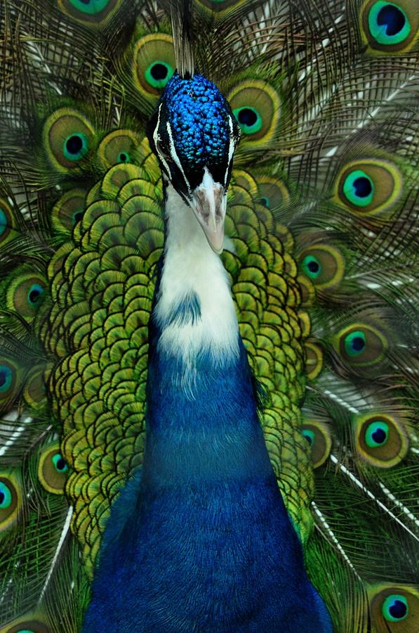 Peacock Portrait Photograph by Caroline Stella
