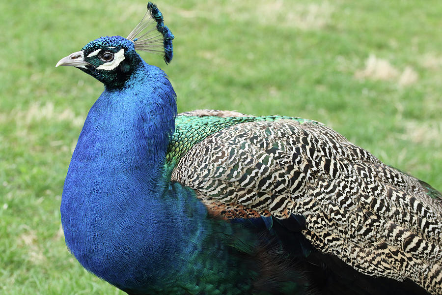 Peacock Portrait Photograph by David Kenny - Fine Art America