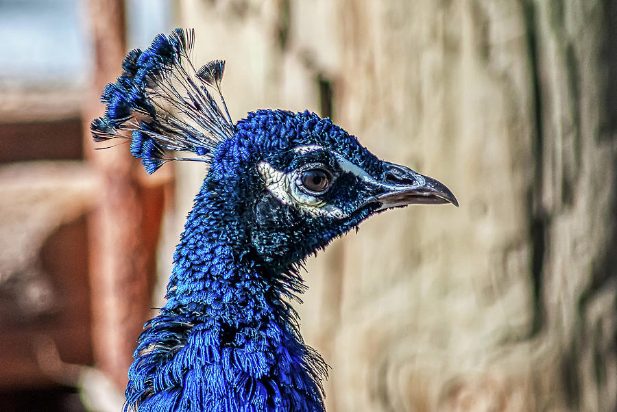 Peacock Profile Photograph By Donald Lanham - Pixels