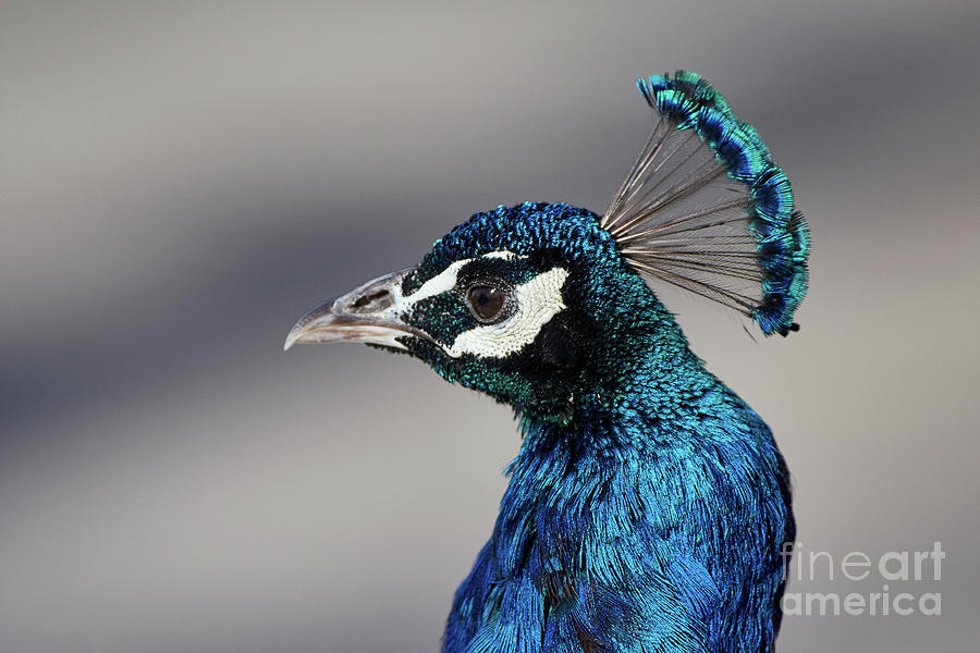 Peacock Profile Photograph by Robert WK Clark