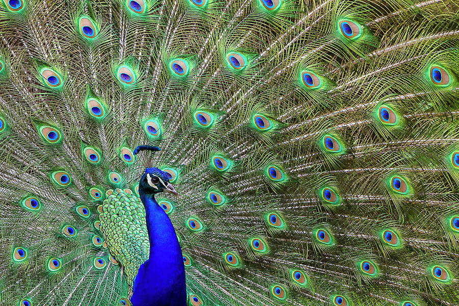 Animal Photograph - Peacock Proud by Galloimages Online