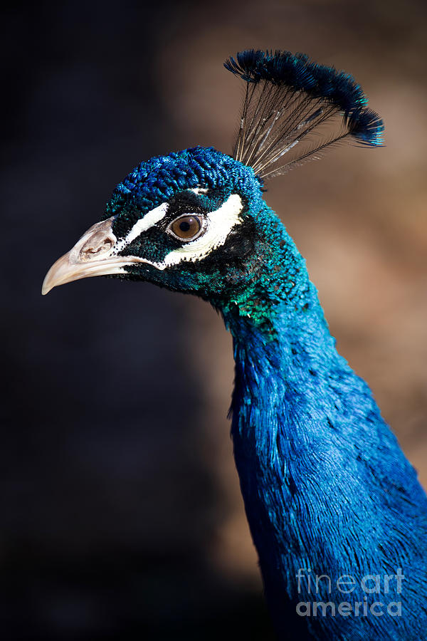Peacock Photograph by Rachel Morrison