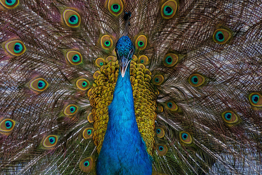 Animal Photograph - Peacock by Rade Malic