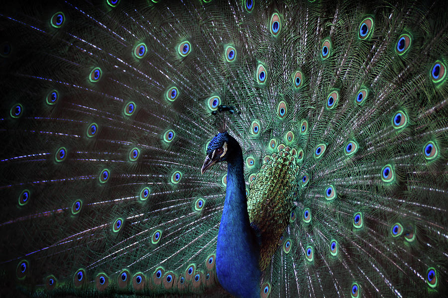 Peacock Photograph by Retales Botijero