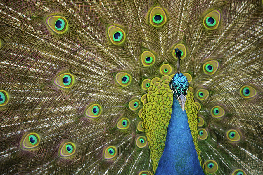 Peacock Photograph by Reyaz Limalia