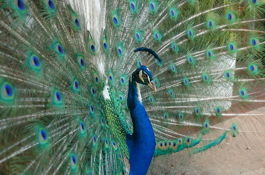 Peacock Photograph by Ruygatto
