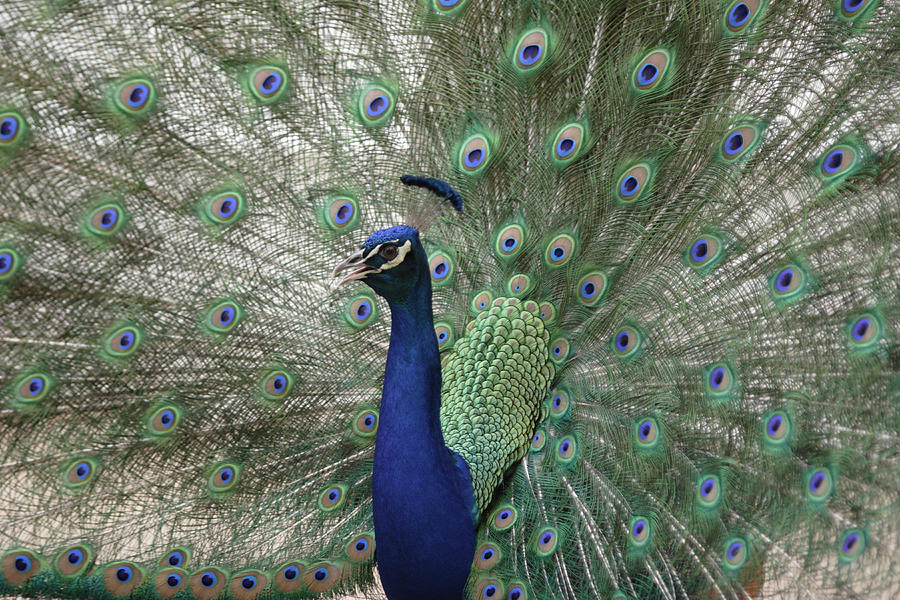 Peacock Photograph by Scott Moore Limelight Imaging