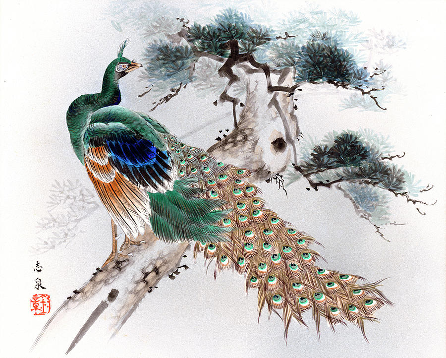 Peacock Painting by Shisen
