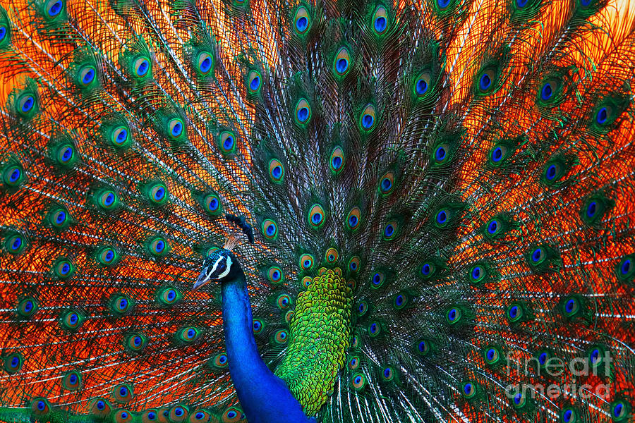 Dancing Photograph - Peacock Showing Feathers On The Bright by Dudarev Mikhail Dancing Photograph - Peacock Showing Feathers On The Bright by Dudarev Mikhail