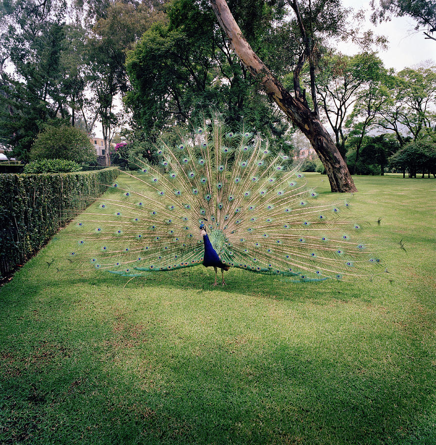 Peacock Showing Feathers Photograph by Richard Ross