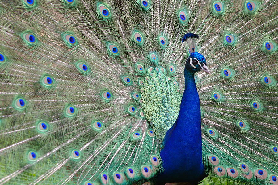 Peacock Showing Off Photograph by Adrienne Bresnahan