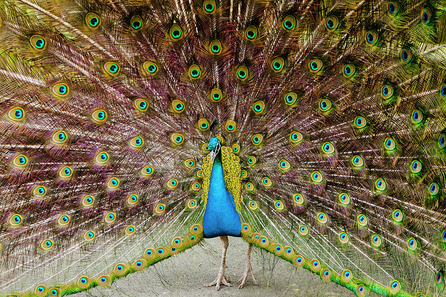 Peacock Showing Off His Tail Feathers Photograph by Chris Dale