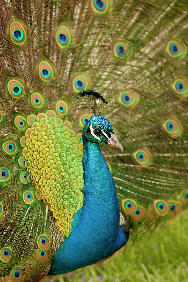 Peacock Strutting Photograph by Don Farrall