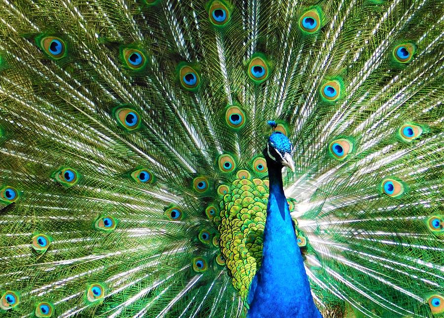 - Peacock Photograph by THERESA Nye
