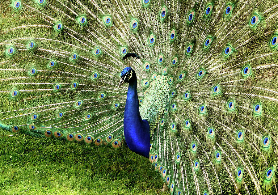 Peacock Photograph by This Image Belongs To Jean Turner