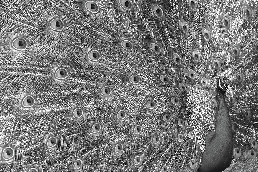 Peacock Three Photograph by Ann Bridges