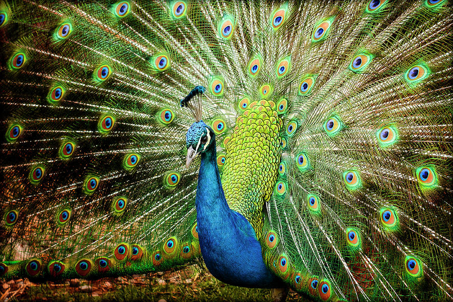 Peacock Photograph by Tony Garcia