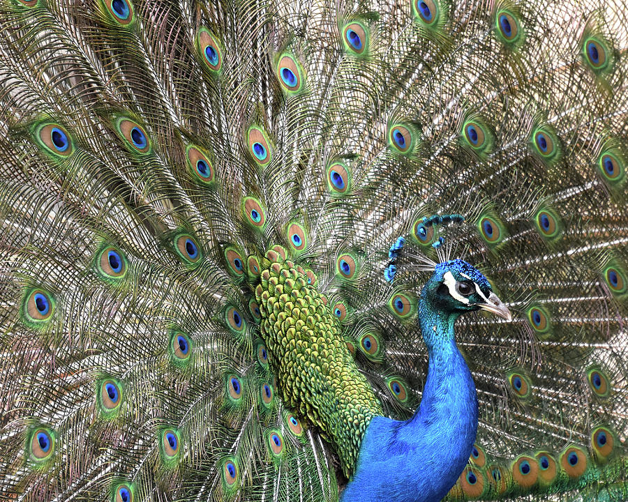Peacock Two Photograph by Ann Bridges