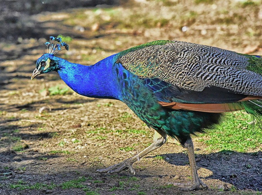 Peacock Walking 1 Photograph