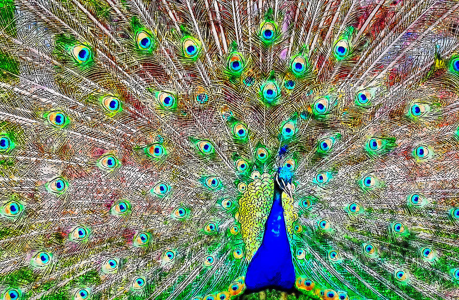 Peacock watercolor drawing by Hasan Ahmed Peacock watercolor drawing by Hasan Ahmed